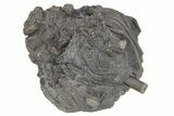 Fossil Crinoid (Dorycrinus) - Monroe County, Indiana #231975-1